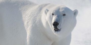 La historia evolutiva del oso pardo y del polar, tan compleja como la humana