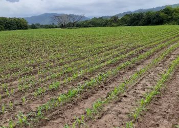Productores  preocupados por escasez de urea