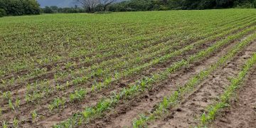 Productores  preocupados por escasez de urea