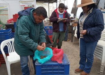 Proyecto Andes Sur busca certificar papa nativa de los Pueblos del Sur