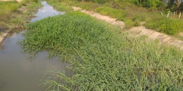 En completo abandono Sistema de Riego El Cenizo