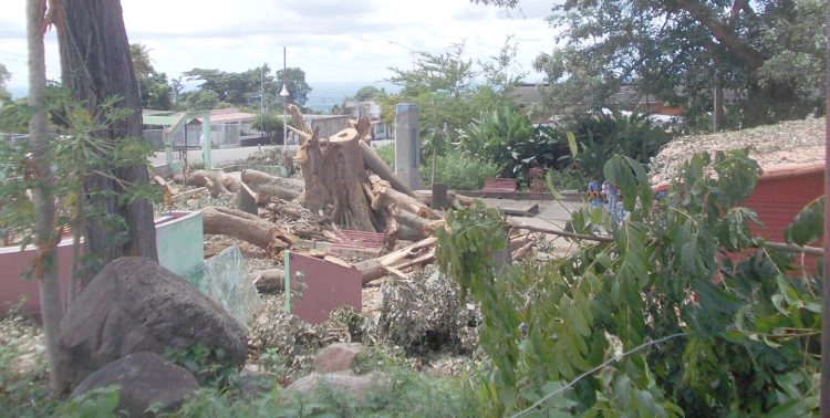 En El Pocito aun permanecen los restos de arboles que tumbo la tormenta del pasado viernes