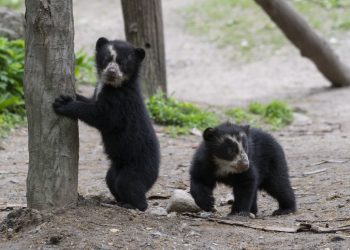 Un nuevo logro para la protección de la especie: Se registra una madre con dos cachorros de Oso Frontino en Trujillo (+Video)