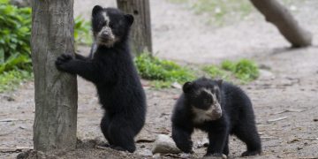 Un nuevo logro para la protección de la especie: Se registra una madre con dos cachorros de Oso Frontino en Trujillo (+Video)