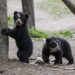 Un nuevo logro para la protección de la especie: Se registra una madre con dos cachorros de Oso Frontino en Trujillo (+Video)