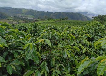 Cospé Café: De la montaña a la ciudad
