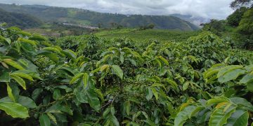 Cospé Café: De la montaña a la ciudad