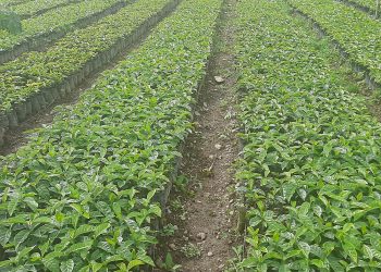 Asociación Oro Verde trabaja en el desarrollo productivo e integral de café