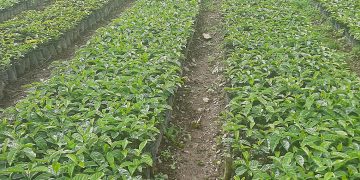 Asociación Oro Verde trabaja en el desarrollo productivo e integral de café