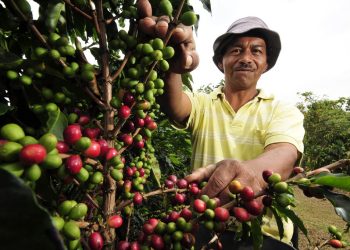 Busquen los joros que vamos a agarrar café | Por Toribio Azuaje