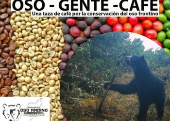 Un café para salvar al oso amigo