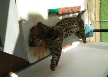 Detienen a hombre en Chejendé por matar a tigrillo que presuntamente estaba mordiendo a su perro
