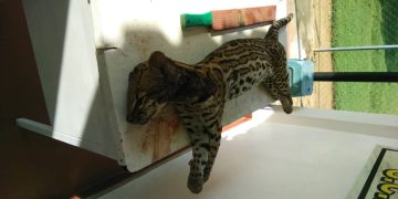 Detienen a hombre en Chejendé por matar a tigrillo que presuntamente estaba mordiendo a su perro