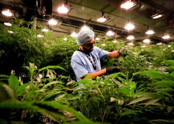Cannabis medicinal: una industria que florece en Uruguay