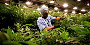 Cannabis medicinal: una industria que florece en Uruguay