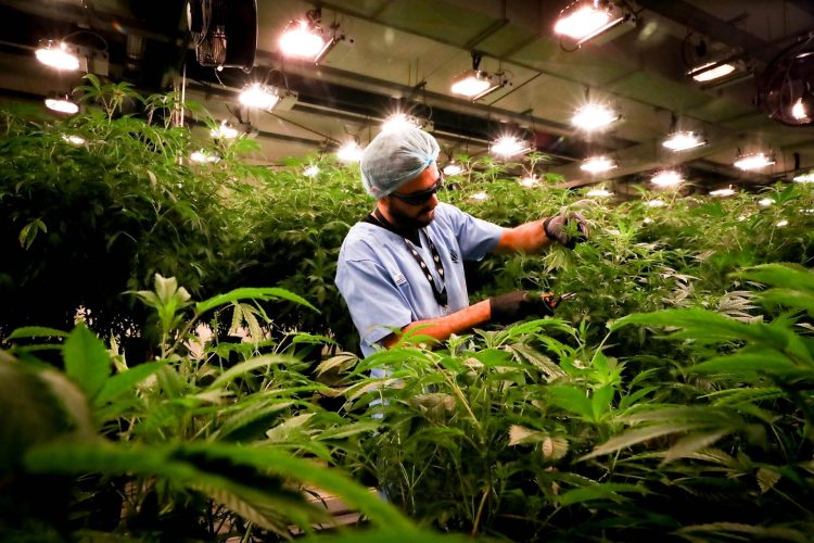 Un operario fue registrado al revisar un cultivo de cannabis con propósitos medicinales, en Montevideo (Uruguay). EFE/Raúl Martínez