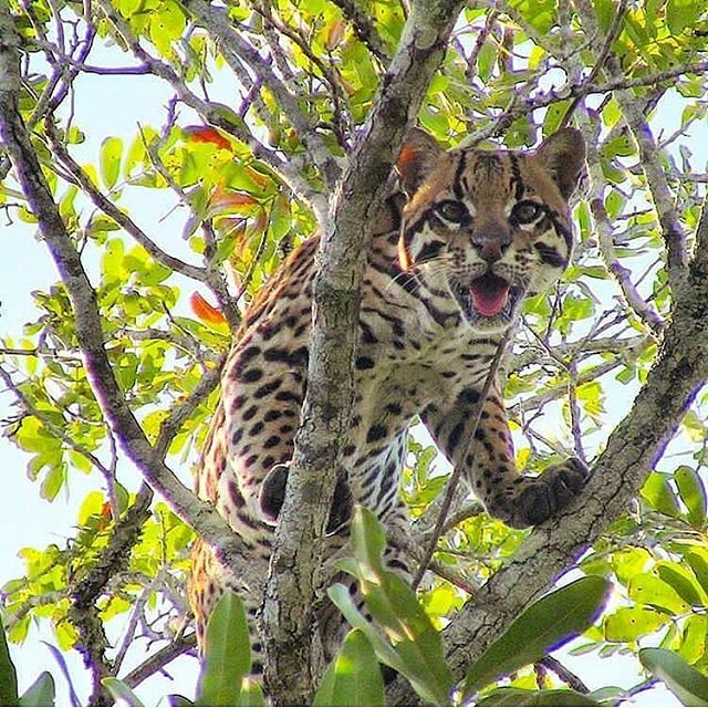Día internacional de los Parques Naturales: Descubre las especies animales más sorprendentes de los Parques de Trujillo