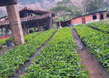 Café “Hecho en Mérida” con calidad de exportación