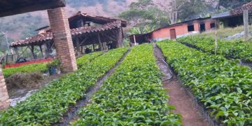 Café “Hecho en Mérida” con calidad de exportación