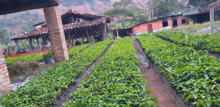 Vivero de café de 50 mil plantas variedad monte claro con 97 de germinacion ubicado en el la finca  la Laguna de Canagua municipio Arzobispo Chacón del estado Mérida propiedad del productor Carlos Belandria 1580 m.s.n.m