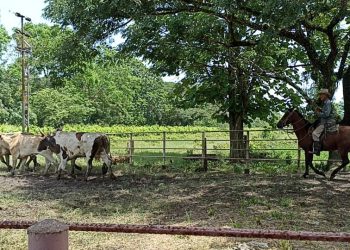 Denuncian que mal estado de la vialidad agrícola en el municipio Libertador retrasa el envío de productos hacia el resto del país 