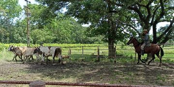 Denuncian que mal estado de la vialidad agrícola en el municipio Libertador retrasa el envío de productos hacia el resto del país 