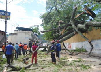 Precipitaciones en Valera dejan árboles desplomados y obstaculización vial