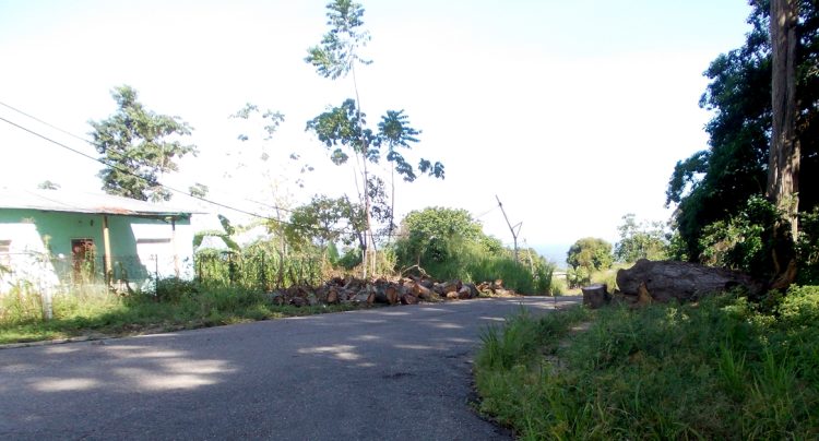 En la prolongación de la avenida 4 de Betijoque están estos restos de árbol no recogidos por el gobierno local.