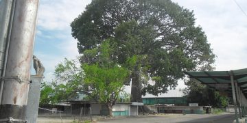 Sigue escaseando el agua en hogares de Sabana de Mendoza