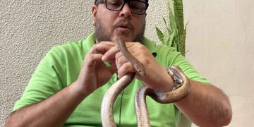 Asesinar serpientes venenosas impide extraer suero antiofídico