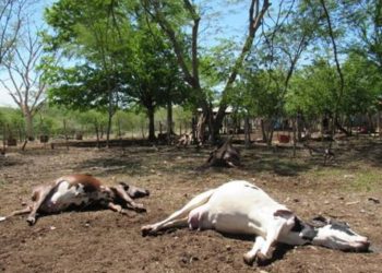 Reses en Niquitao mueren por «rara peste»