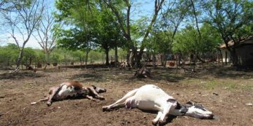 Reses en Niquitao mueren por «rara peste»