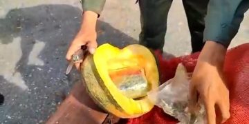 GNB de Trujillo incauta alijo de cocaína dentro de dos auyamas