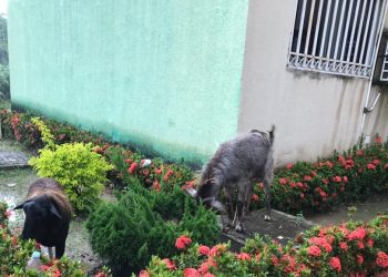 Vecinos de Residencias El Bosque denuncian insalubre presencia de animales de granja