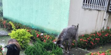 Vecinos de Residencias El Bosque denuncian insalubre presencia de animales de granja