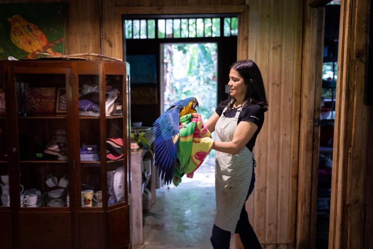Una pequeña cabaña escondida, refugio de la fauna silvestre venezolana