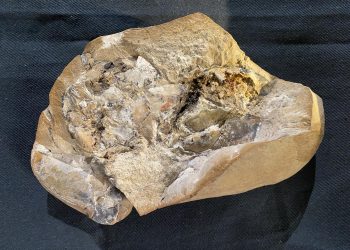Descubren el corazón y otros órganos de un pez de 380 millones de años