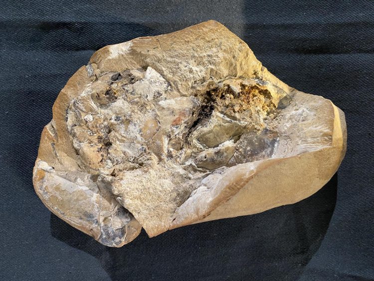 Fósil del pez en el que los investigadores descubrieron un corazón y otros órganos de hace 380 millones de años. EFE/Yasmine Phillips, Curtin University
