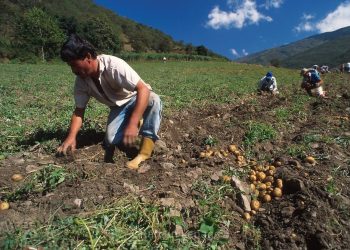 Agricultores andinos rechazan respaldo de senadores colombianos a exportación de papas de ese país a Venezuela