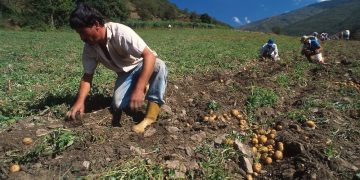 Agricultores andinos rechazan respaldo de senadores colombianos a exportación de papas de ese país a Venezuela