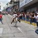 Más de diez mil personas disfrutaron de la tradicional carrera de burros en Tovar