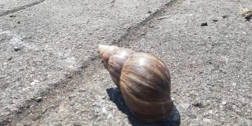 Reportan presencia de caracoles africanos en diferentes comunidades del Táchira