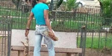 Mujer en Carache mata sin piedad a todas las iguanas de la Plaza Bolívar