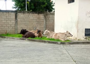 Denuncian presencia de ganado deambulando en Las Lomas