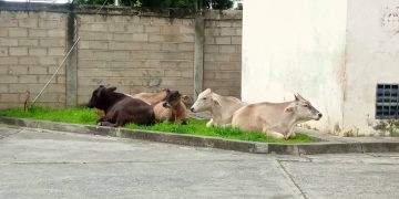 Denuncian presencia de ganado deambulando en Las Lomas
