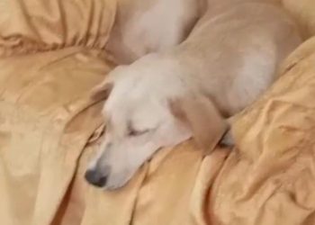 CICPC busca a sujeto que introdujo un palo a una perrita en la vagina