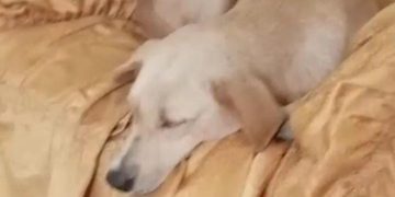 CICPC busca a sujeto que introdujo un palo a una perrita en la vagina