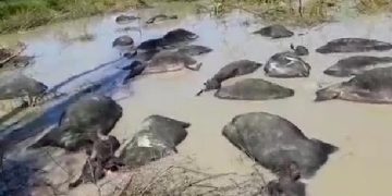 Un rayo mató 47 búfalos en Alberto Adriani