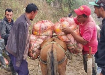 Mérida: En mulas, motos y tirolesas llevan alimentos a familias incomunicadas de Piñango
