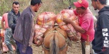 Mérida: En mulas, motos y tirolesas llevan alimentos a familias incomunicadas de Piñango